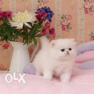 Doll face white Persian cat and kitten