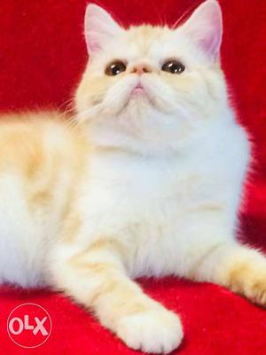 Exotic short hair Red tabby Persian female kitten