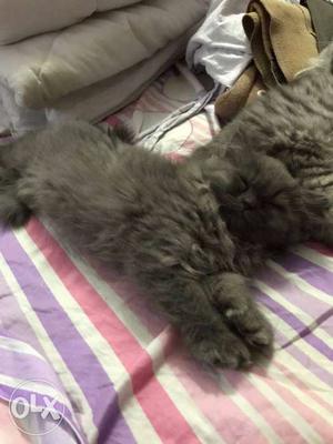 Healthy Grey Persian Cat
