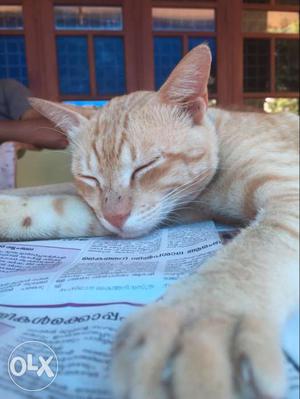 Kerala sweet cat
