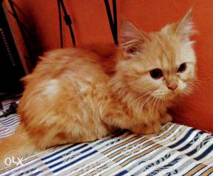 Kitten only 4 month old. pure female Persian