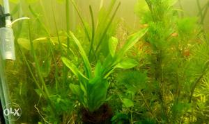 Live plants for aquarium. Gocamba, water