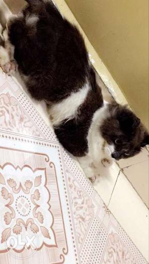 Male Pure Persian Cat 8-9 months Ready to sell