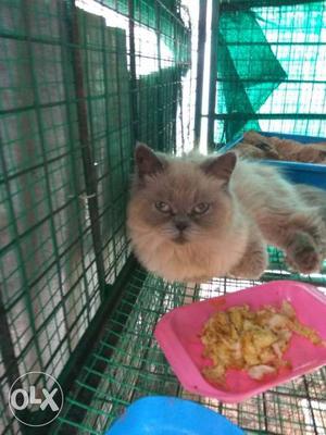 Not for sale Matting only Himalayan full punch male