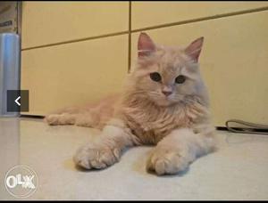 Persian cat 4 month toilet trainer cat in skin