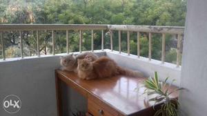 Persian cat couple