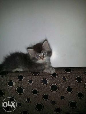 Persian cat for sale.grey and white combo.male