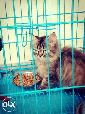 Persian male cat 3 months..
