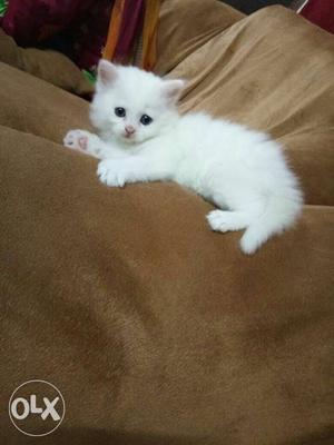 Pure Persian cat baby for sale Amazing pet point