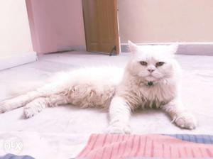 Snow white pershion cat male 14 months old in
