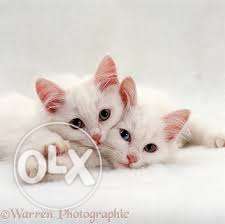 So sweet cat persain available for sell - dayal pet center