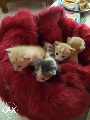 Three Orange And One Brown Tabby Kittens