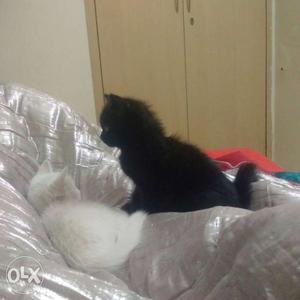 Two White And Black persian Kittens