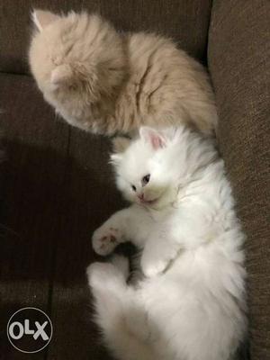 White And Brown Persian Cats