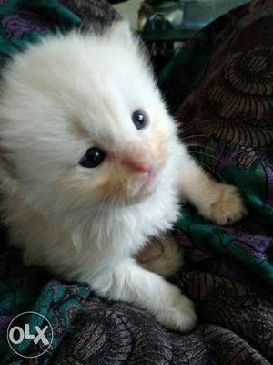 White Furred Kitten