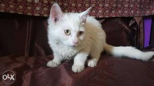 White Long-coated Fur Kitten