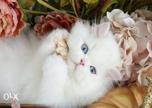White Persian Kitten cats sale