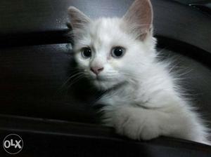 White female persian kitten(blue eyes) 3 months