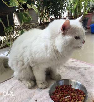 15 months old male pure persiyan cat