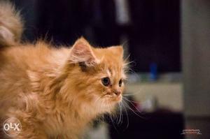 2 months old, ginger color Persian male cat