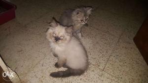 3 months old active and healthy Male and female cats