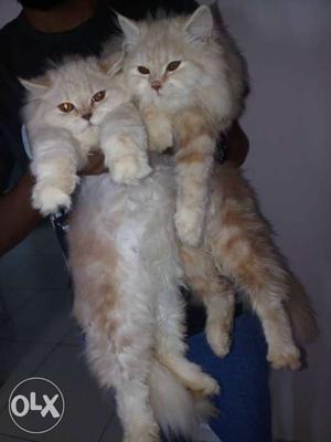 6 months old Persian cats for sale male and
