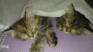 All parshine breed urgnat sell male female 3