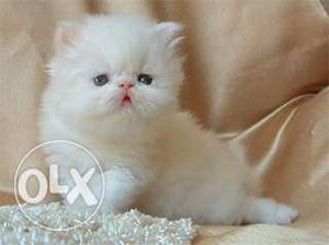 Beautiful Active and Friendly Pure Persian Kittens Available