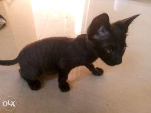 Black cat of 2 months