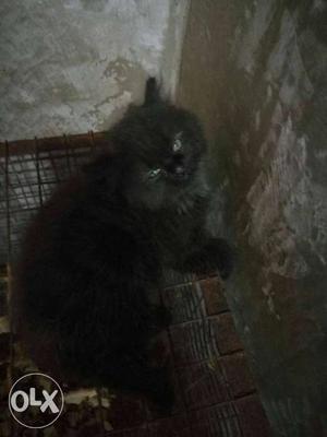 Black female persian cat Age:- 1 month contact:-