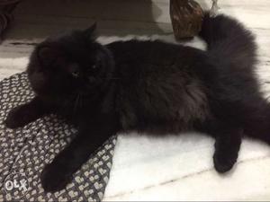 Black persian cat male (urgent for sale)Price may be