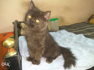 Black quality kitten & proven male available