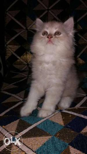 Brown and white persian kitten just 2 months old