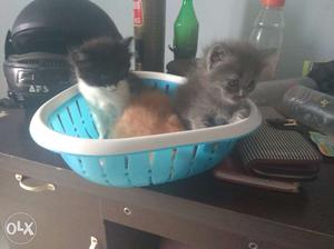 Cross breed kittens between Persian and Cyprus