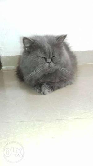 Extreme punched Persian Male Cat for sale.