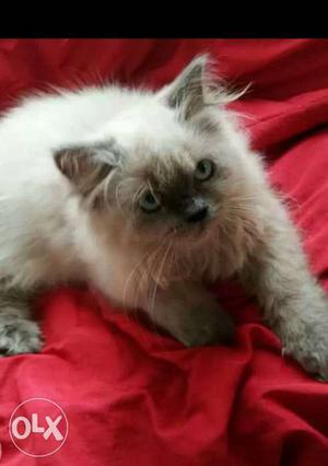 Furry World. All types of Persian kittens and cats available