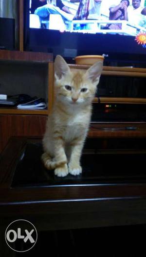 Ginger cat 1month old