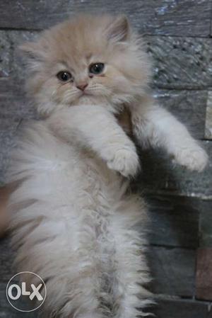 Golden colour persion kittens for sale