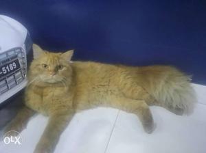 Golden female Persian cat is available for sale.