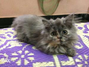 Gray And Tan Persian Kitten