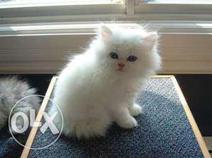 Healthy and Active Persian cat and kitten