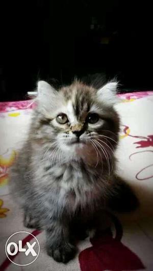 I want 2 sell my parsian cat 4mnth female
