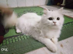 Long White Cat