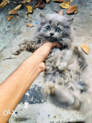 Medium-fur Gray Kitten