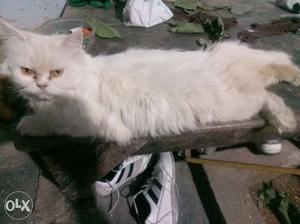 Nice cat for sell