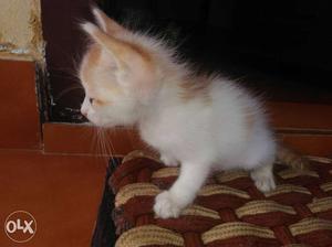 Ooty and Persian cat cross 1 month old helthy and plyful blu
