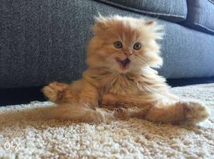 Orange Long-fur Kitten