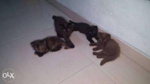 Persain cats for sale each 