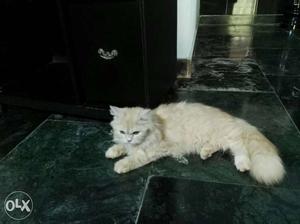 Persian Cat.male.toilet trained.11 month old