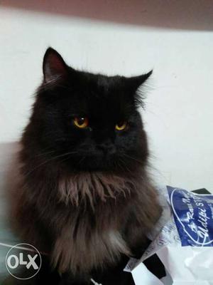 Persian Male cat available for Mating. Not for